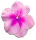 花の写真アイコン49