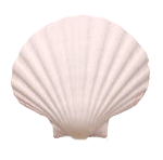 貝殻の写真アイコン2