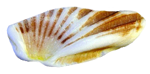 貝殻の写真アイコン24