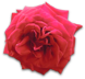 花の写真アイコン1 バラ