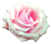 花の写真アイコン8 バラ
