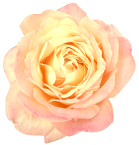 花の写真アイコン69 バラ