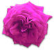花の写真アイコン4 バラ
