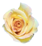花の写真アイコン15 バラ