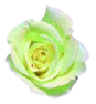 花の写真アイコン16 バラ