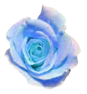 花の写真アイコン17 バラ