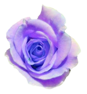 花の写真アイコン18 バラ