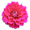 花の写真アイコン22 ダリア