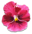 花の写真アイコン59 パンジー