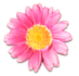 花の写真アイコン30 ガーベラ