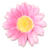 花の写真アイコン31 ガーベラ