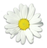 花の写真アイコン54 マーガレット