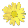 花の写真アイコン58 マーガレット