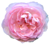 花の写真アイコン34 バラ