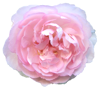 花の写真アイコン35 バラ