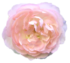 花の写真アイコン36 バラ