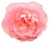 花の写真アイコン38 バラ