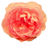 花の写真アイコン40 バラ