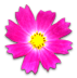 花の写真アイコン61 コスモス