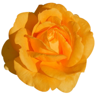 花の写真アイコン64 バラ
