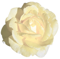 花の写真アイコン66 バラ