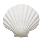 貝殻の写真アイコン1