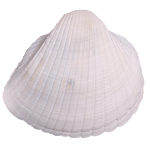 貝殻の写真アイコン10