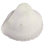 貝殻の写真アイコン11