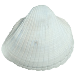 貝殻の写真アイコン12