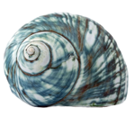 貝殻の写真アイコン5