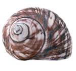 貝殻の写真アイコン7