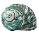 貝殻の写真アイコン8