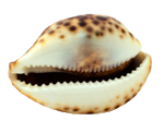 貝殻の写真アイコン13