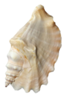 貝殻の写真アイコン15