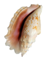 貝殻の写真アイコン16