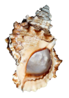 貝殻の写真アイコン18