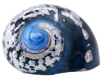 貝殻の写真アイコン22