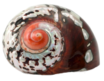 貝殻の写真アイコン21