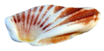 貝殻の写真アイコン23