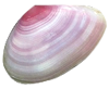 貝殻の写真アイコン28