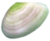 貝殻の写真アイコン30