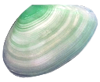 貝殻の写真アイコン31