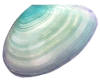貝殻の写真アイコン32